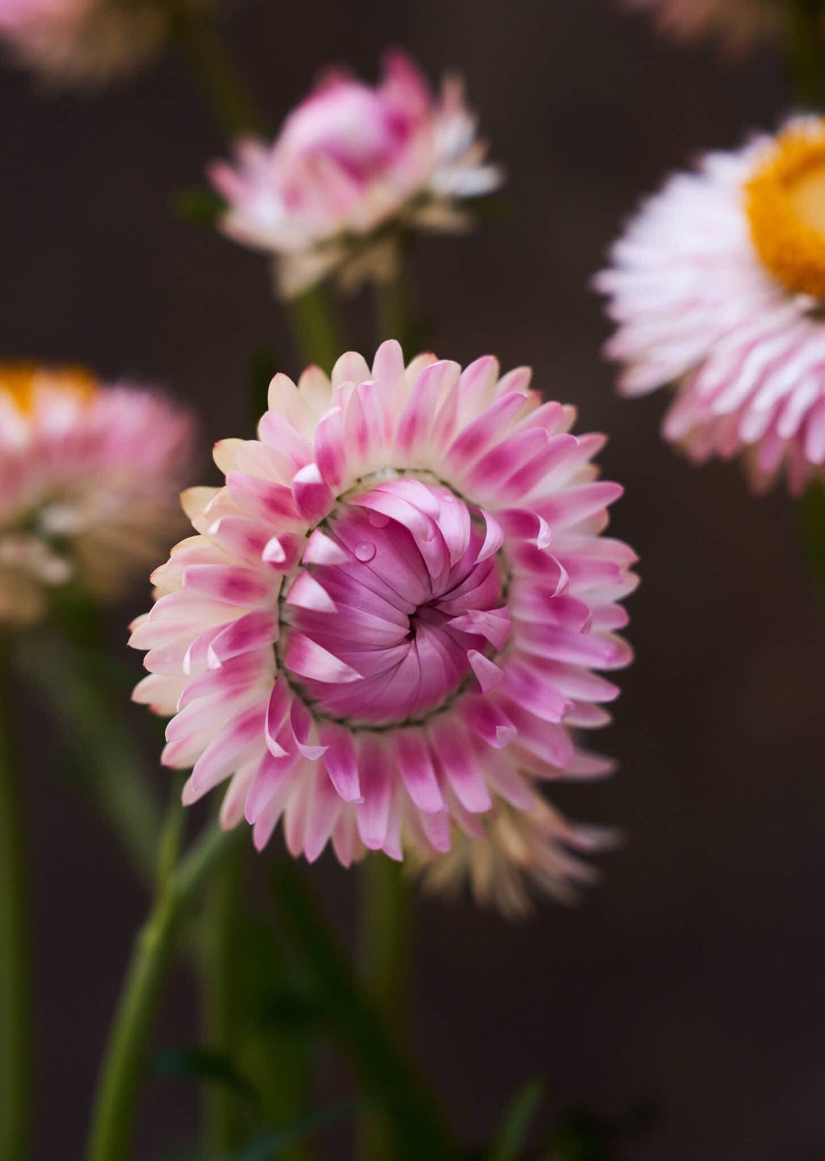 Evighedsblomst 'Silvery Rose' Seed 
