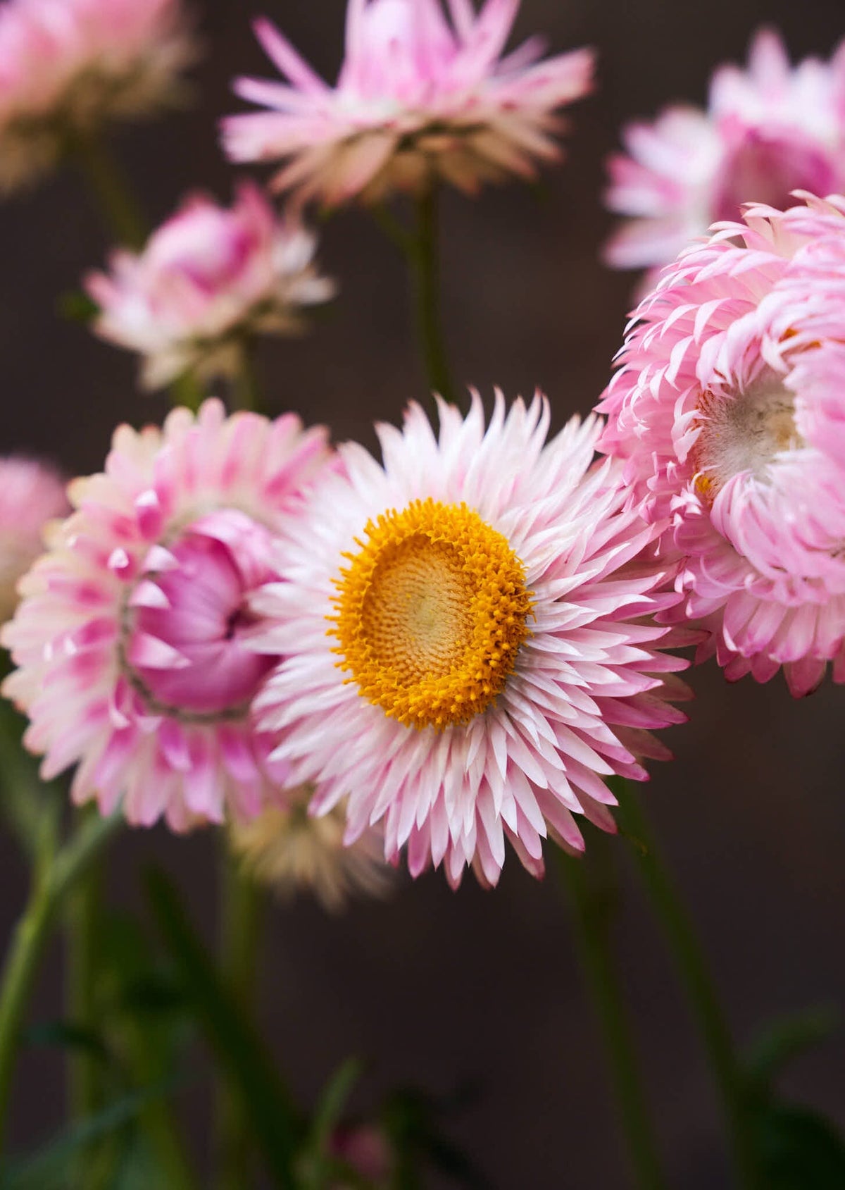 Evighedsblomst 'Silvery Rose' Seed 
