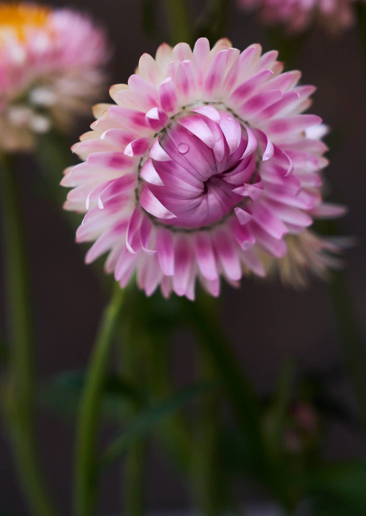Evighedsblomst 'Silvery Rose' Seed 