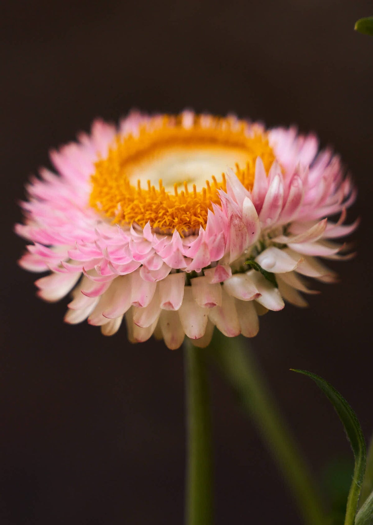 Evighedsblomst 'Silvery Rose' Seed 