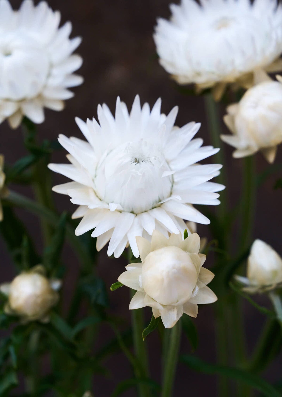 Evighedsblomst 'Silvery White' Seed 