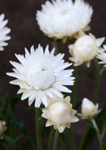 Evighedsblomst 'Silvery White' Seed 