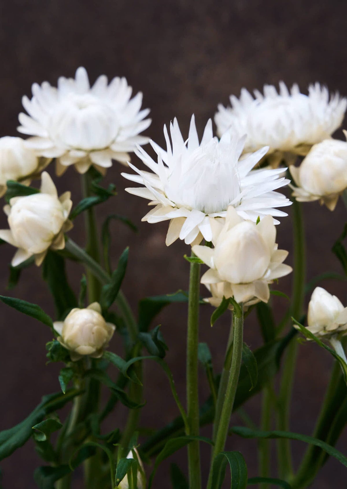 Evighedsblomst 'Silvery White' Seed 