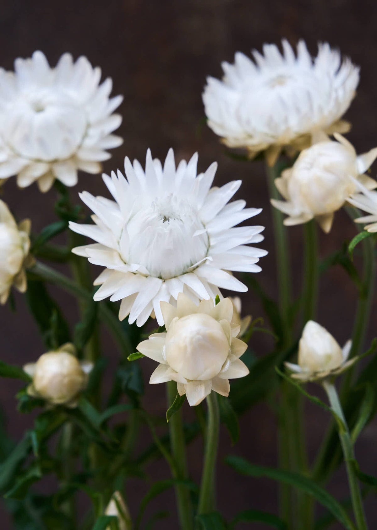 Evighedsblomst 'Silvery White' Seed 