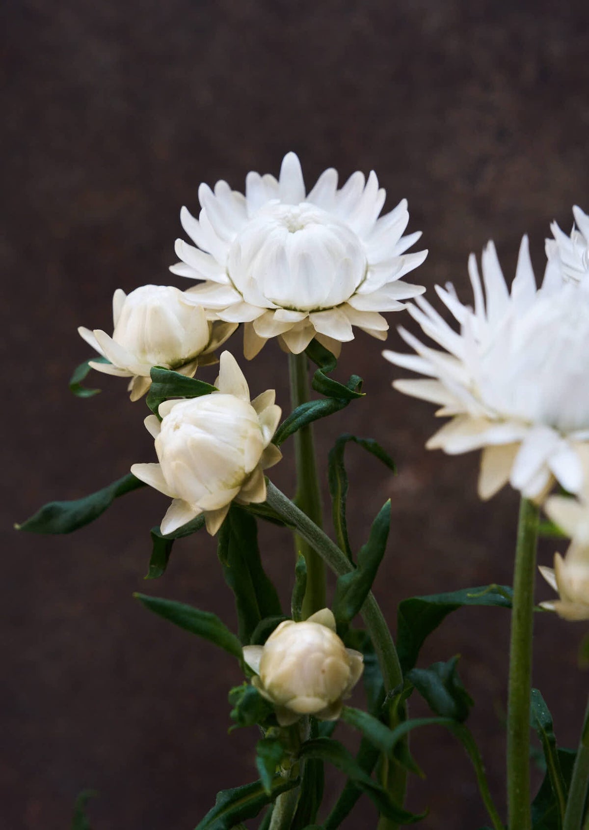 Evighedsblomst 'Silvery White' Seed 