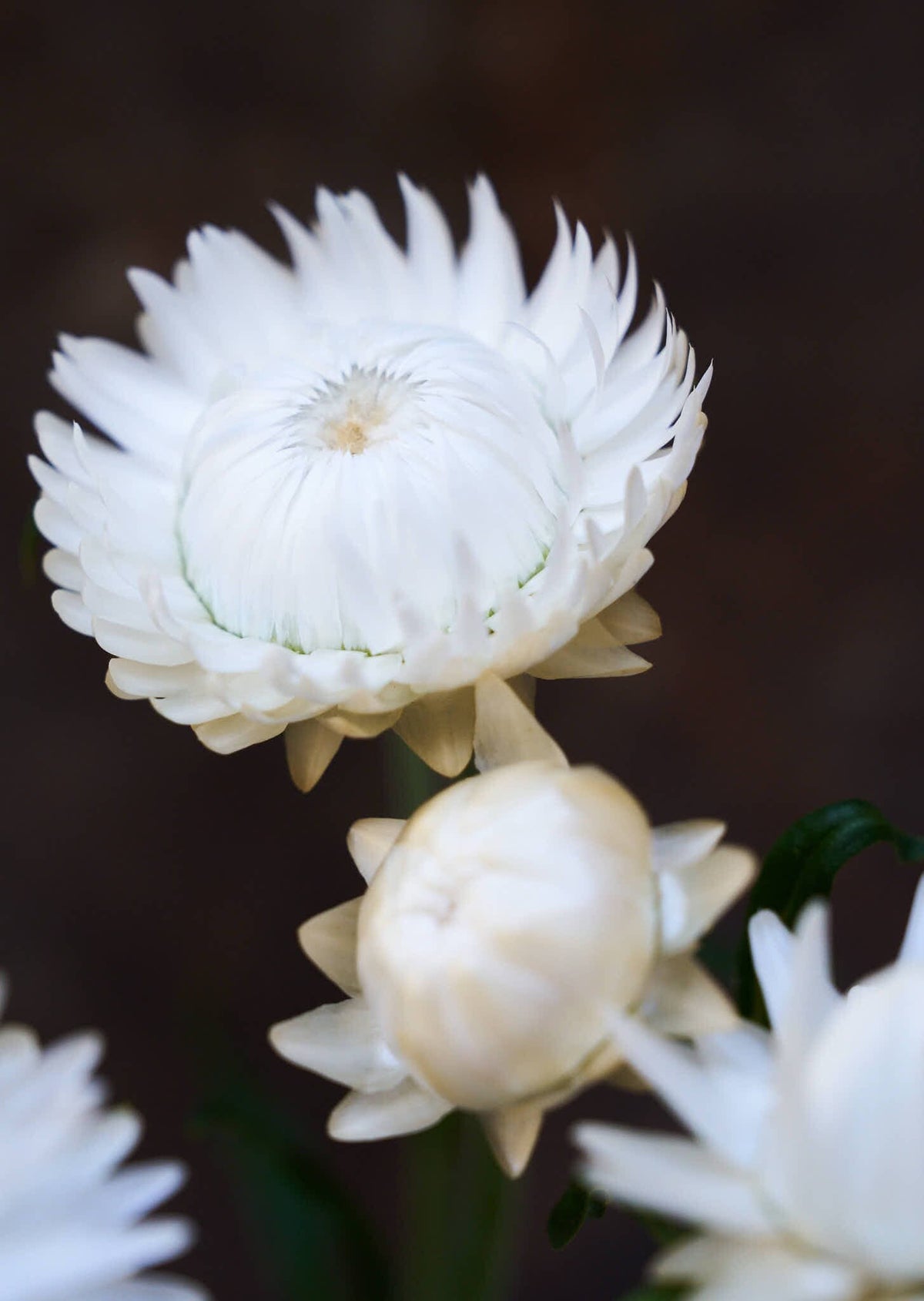 Evighedsblomst 'Silvery White' Seed 