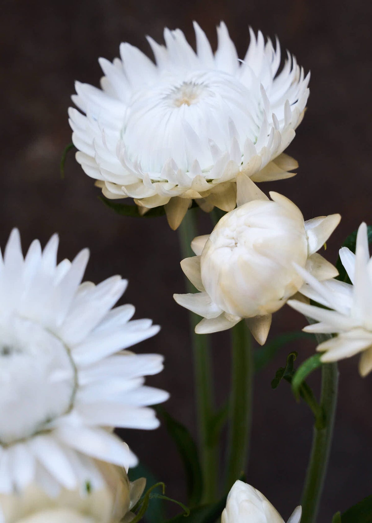 Evighedsblomst 'Silvery White' Seed 