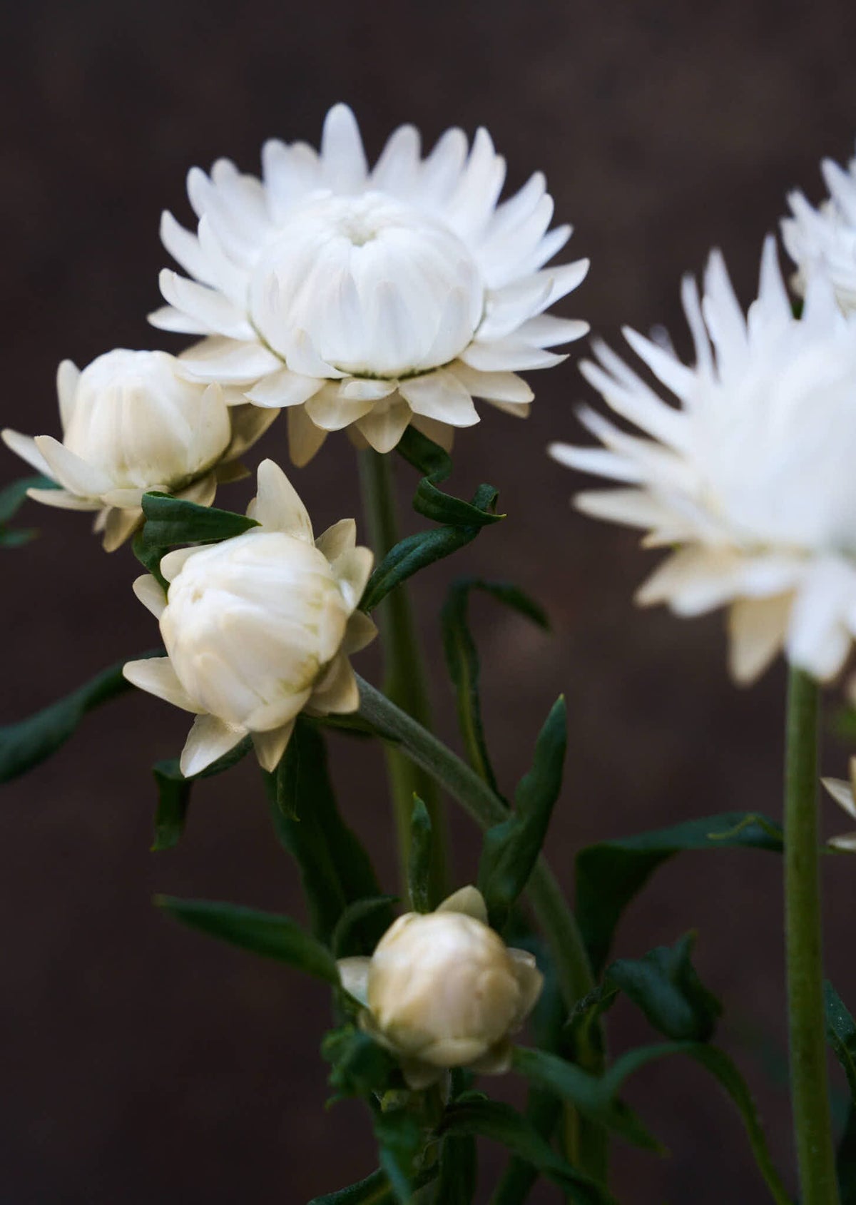Evighedsblomst 'Silvery White' Seed 