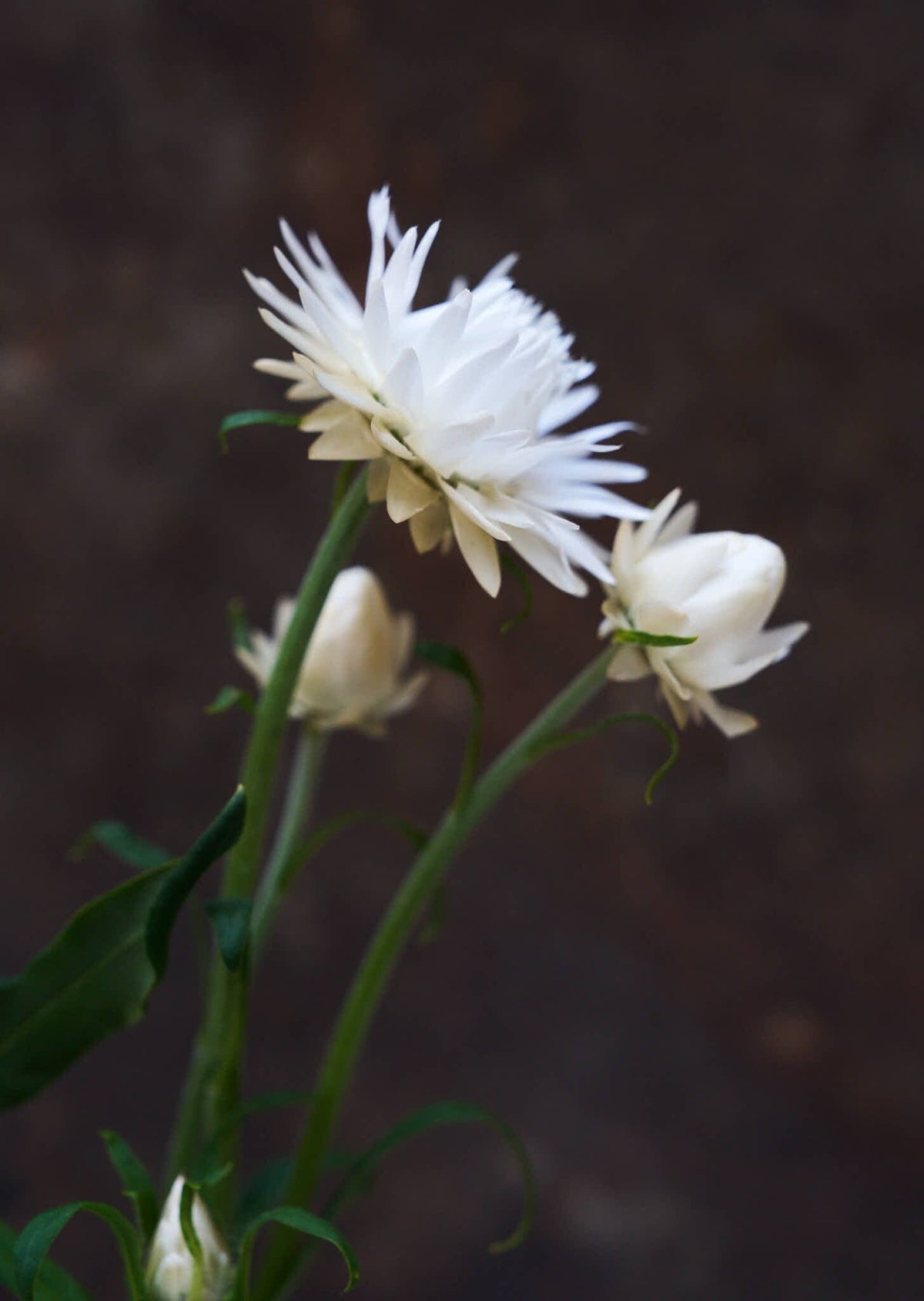Evighedsblomst 'Silvery White' Seed 