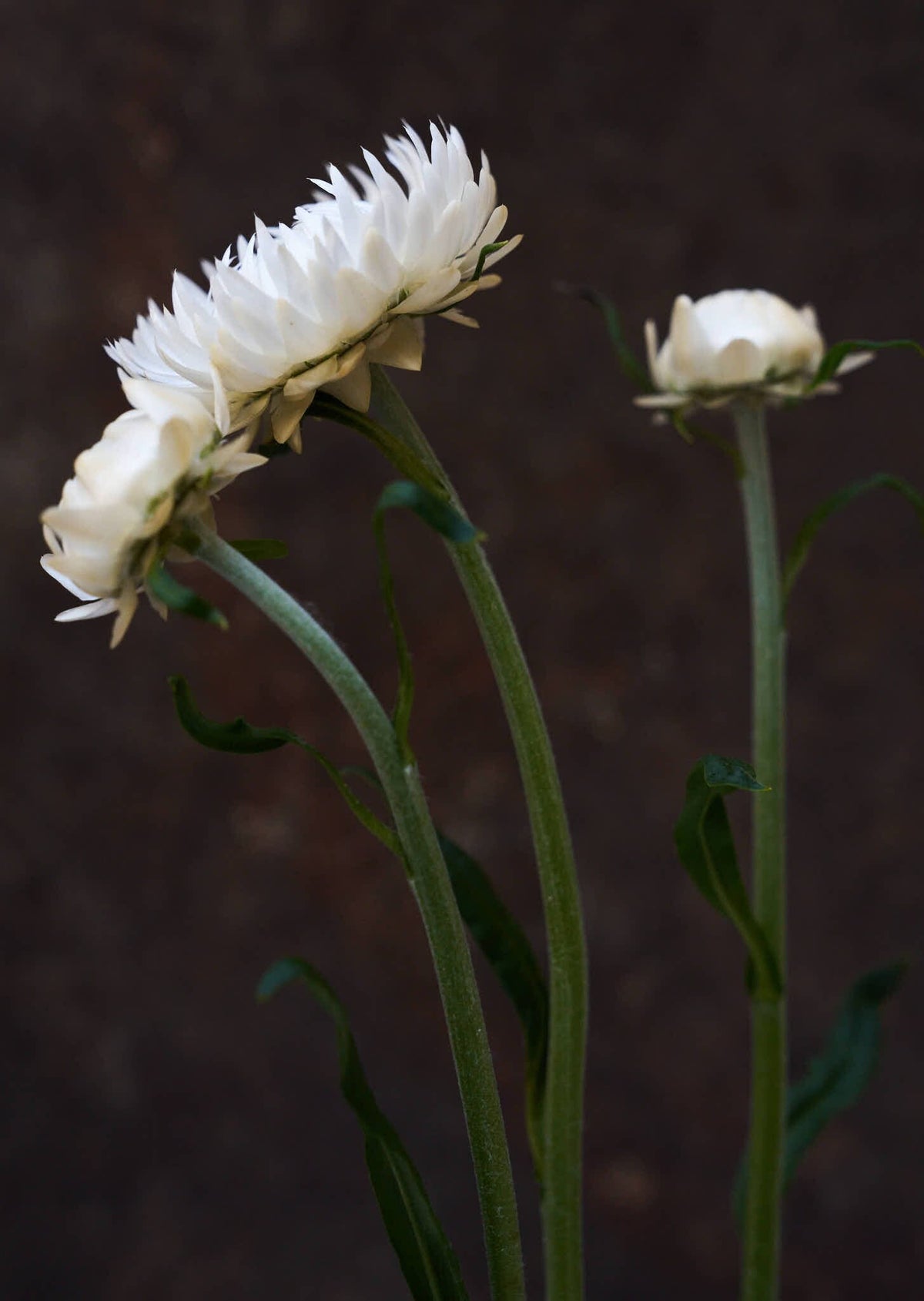 Evighedsblomst 'Silvery White' Seed 