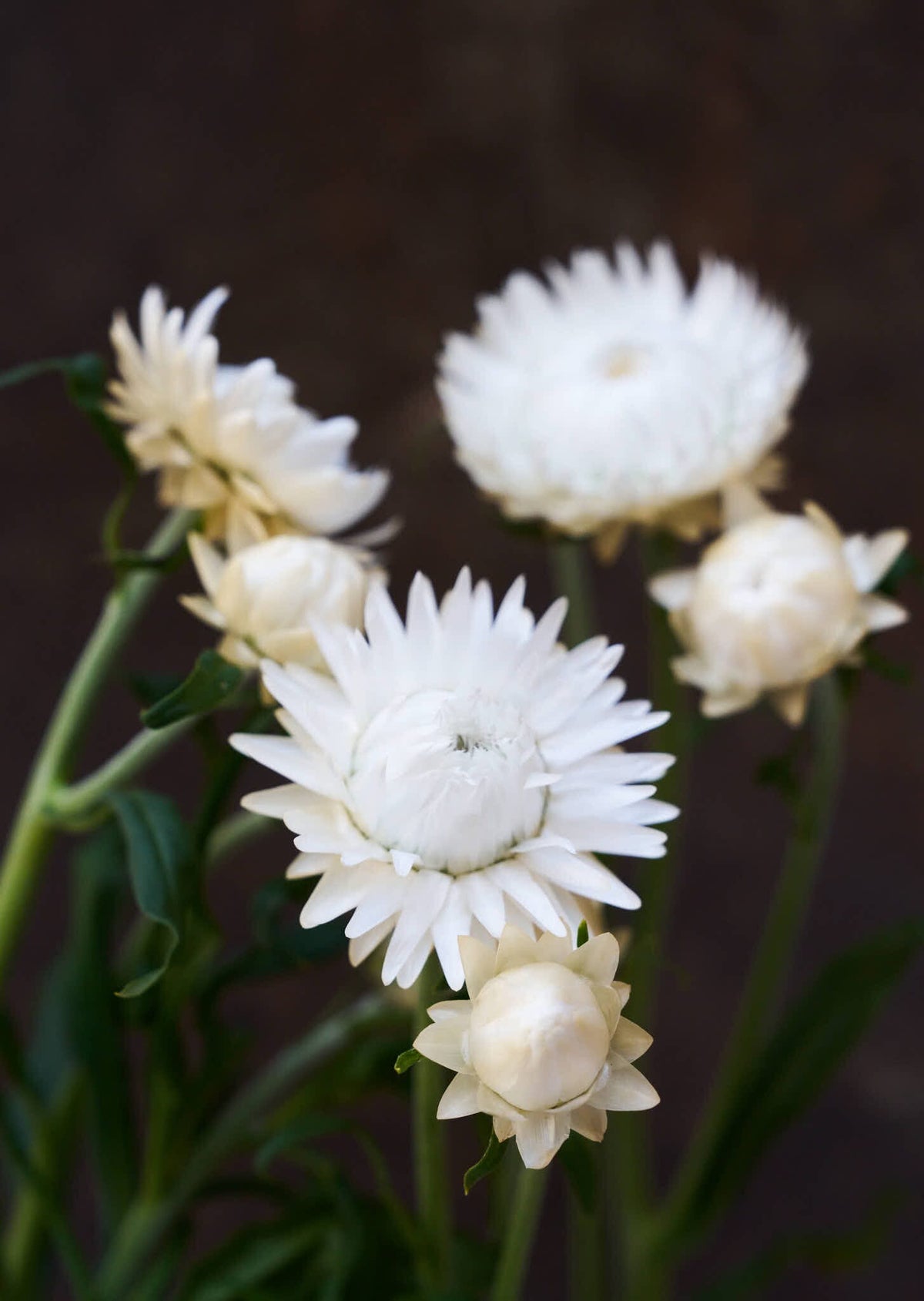 Evighedsblomst 'Silvery White' Seed 