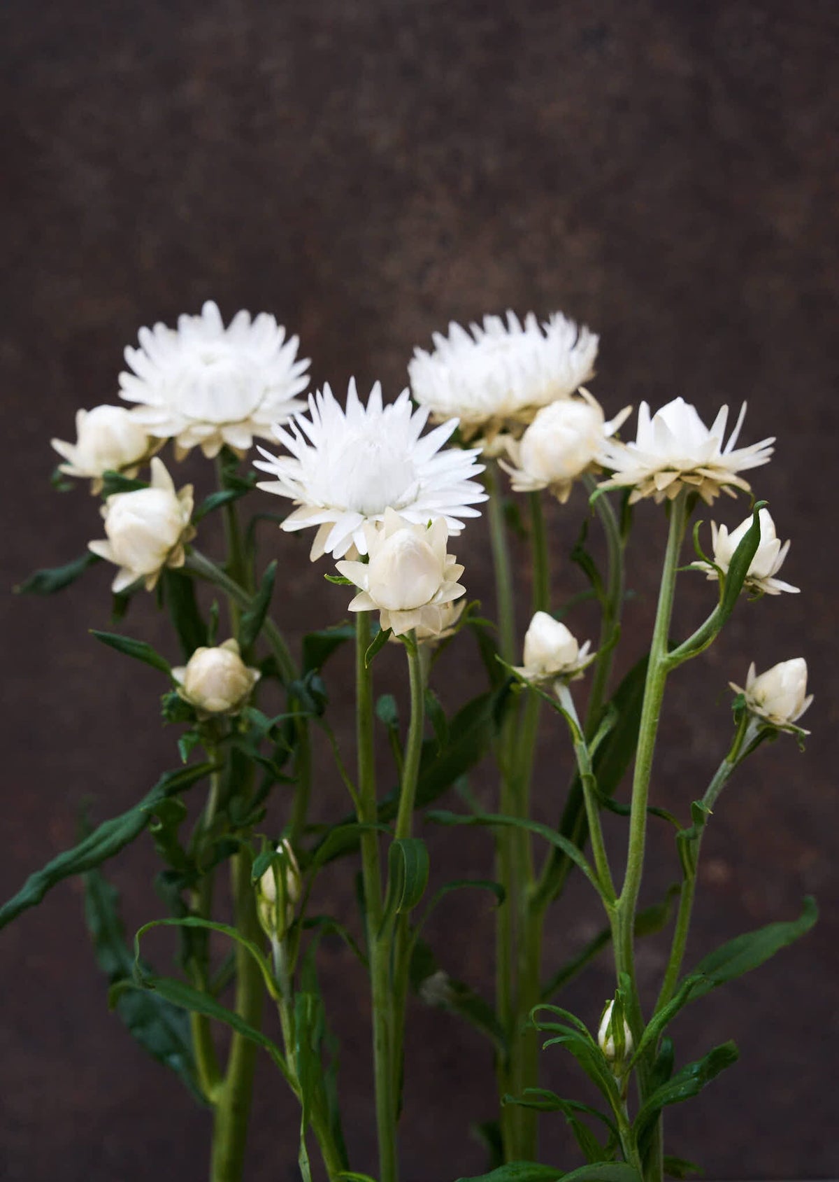 Evighedsblomst 'Silvery White' Seed 