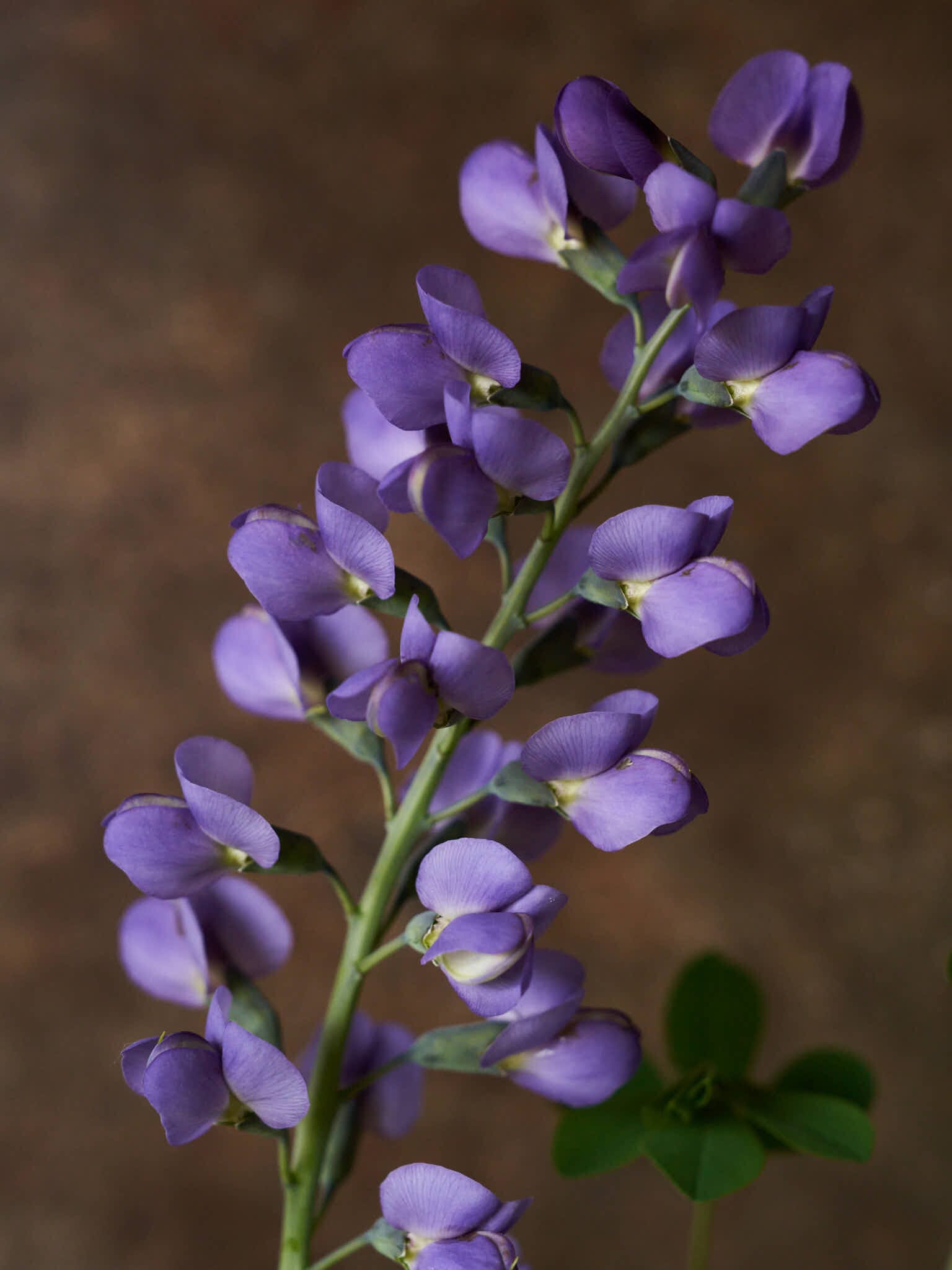 Farvebælg 'Caspian Blue' Seed 