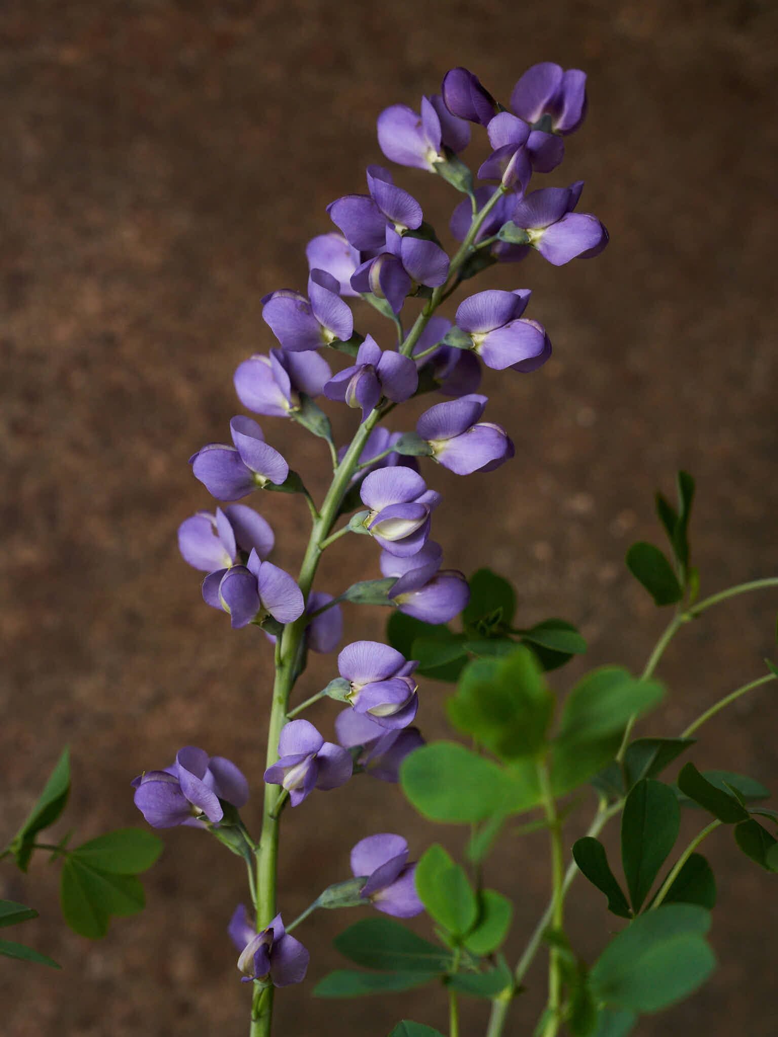 Farvebælg 'Caspian Blue' Seed 