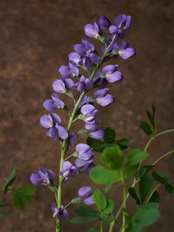 Farvebælg 'Caspian Blue' Seed 