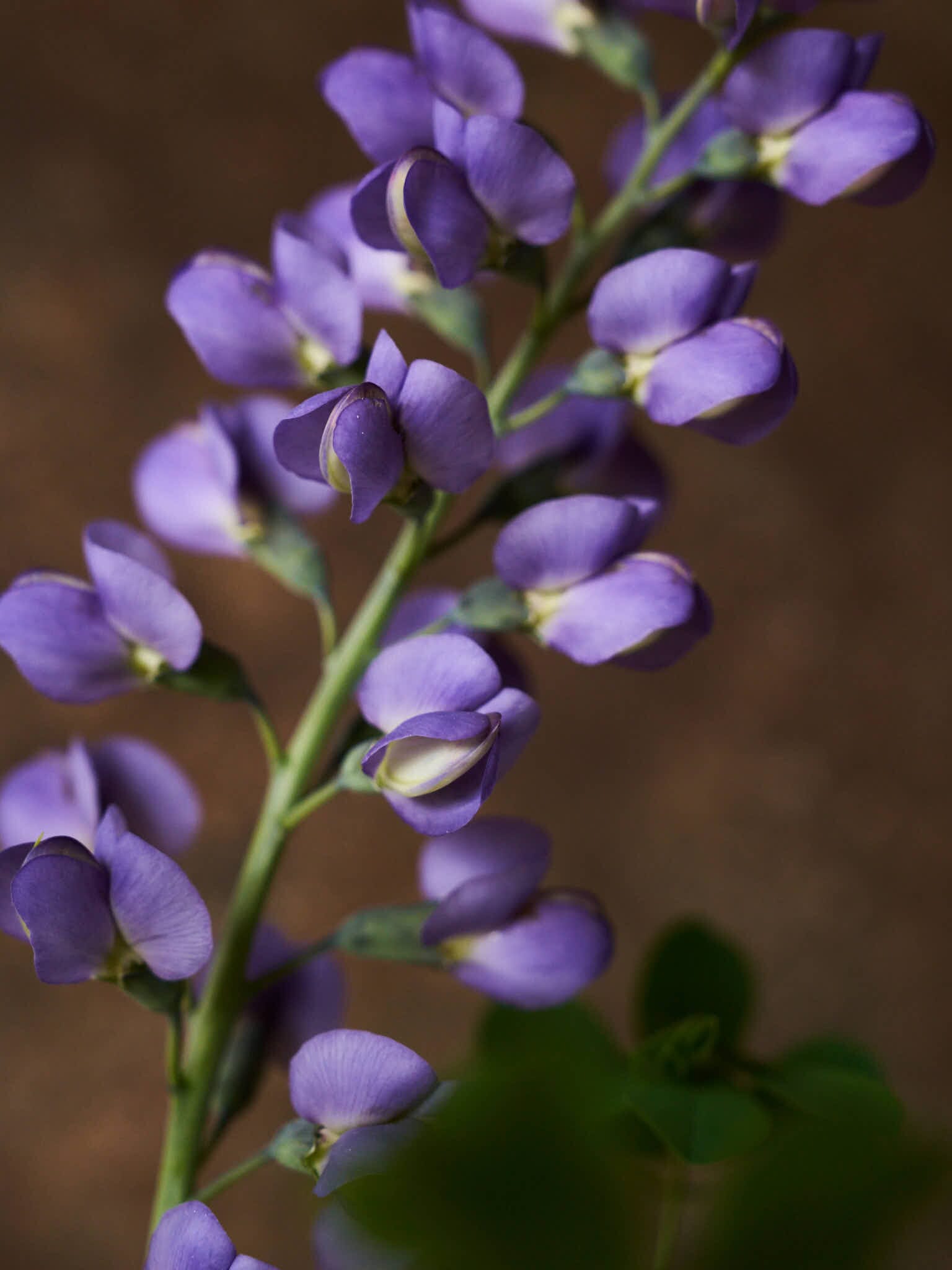 Farvebælg 'Caspian Blue' Seed 