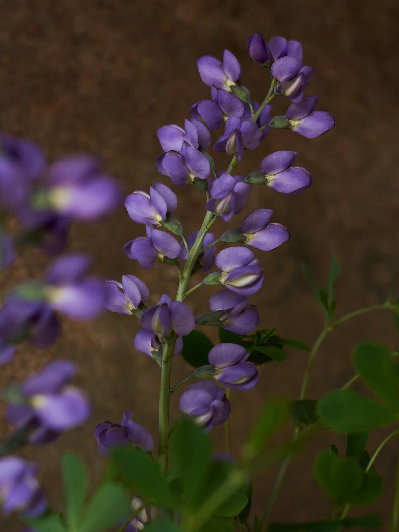 Farvebælg 'Caspian Blue' Seed 