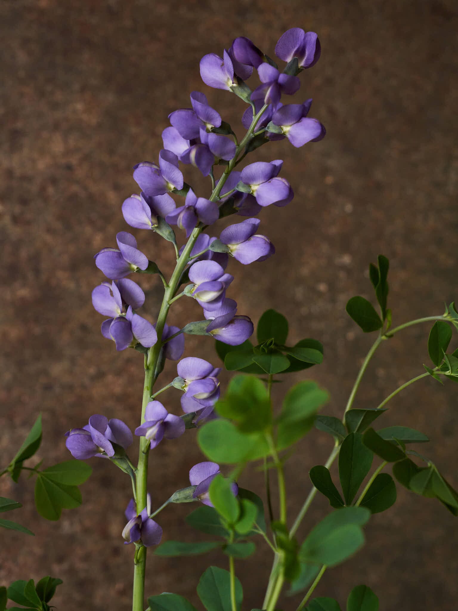 Farvebælg 'Caspian Blue' Seed 