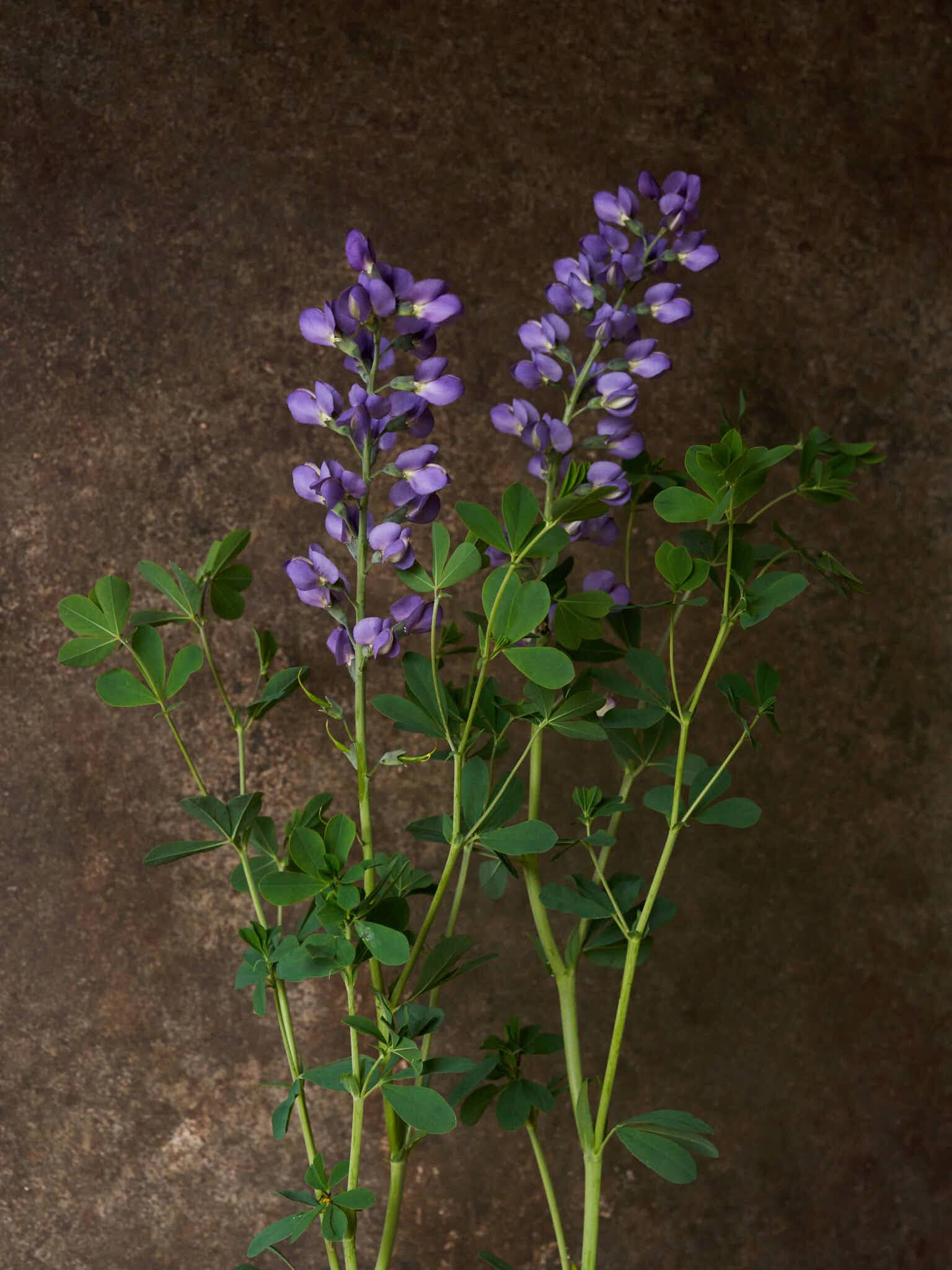 Farvebælg 'Caspian Blue' Seed 