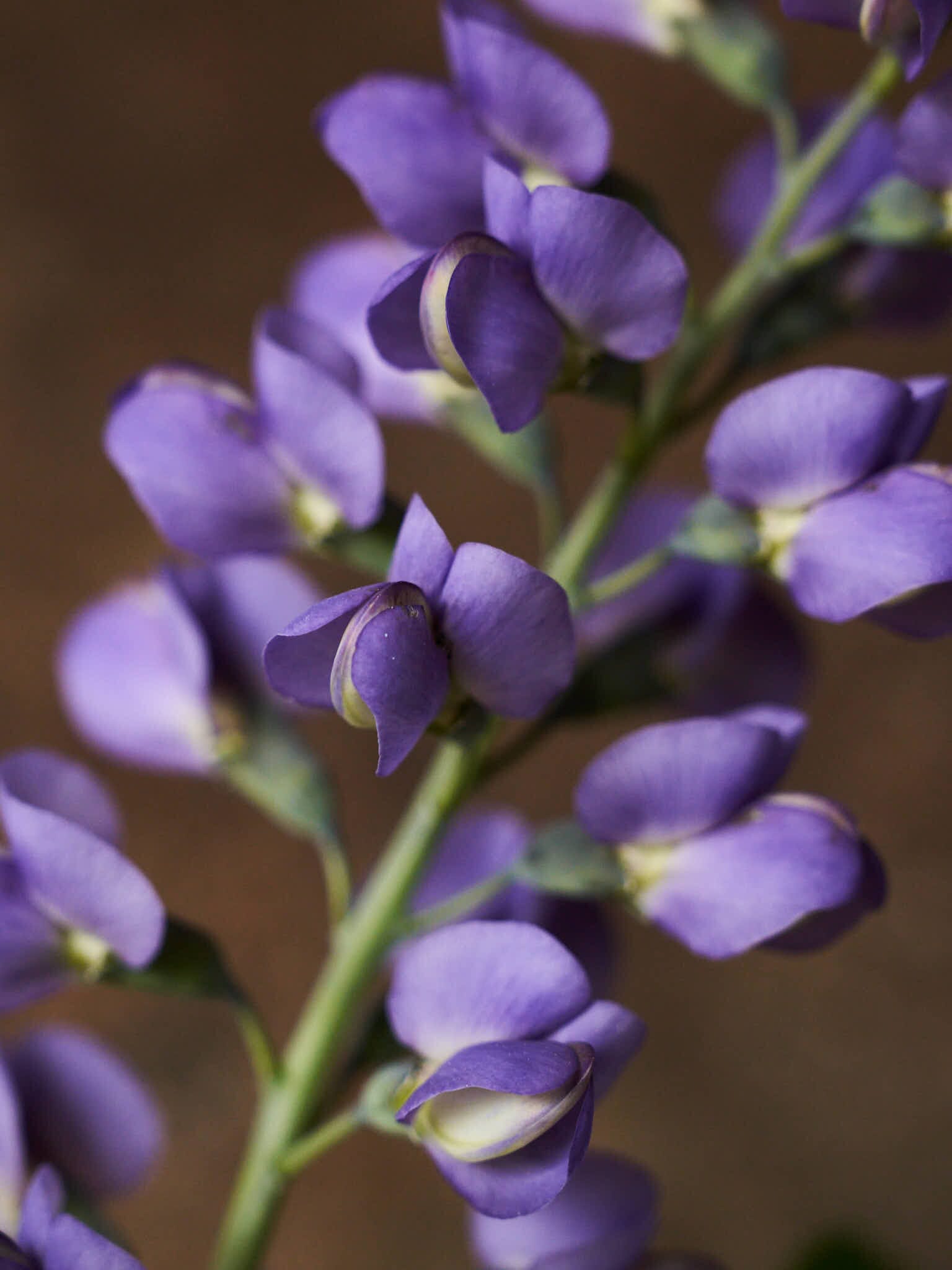 Farvebælg 'Caspian Blue' Seed 