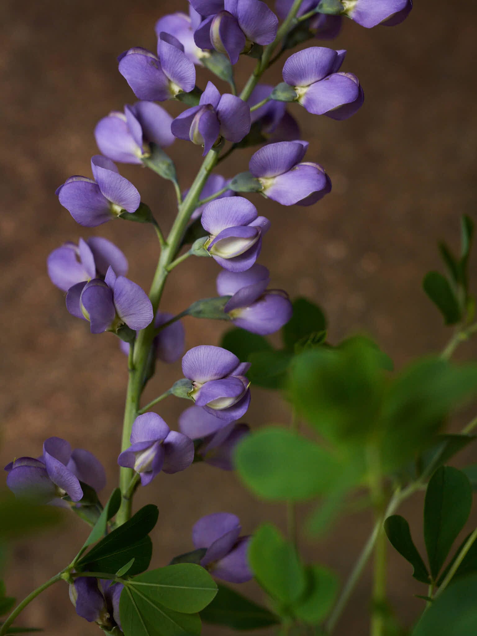 Farvebælg 'Caspian Blue' Seed 
