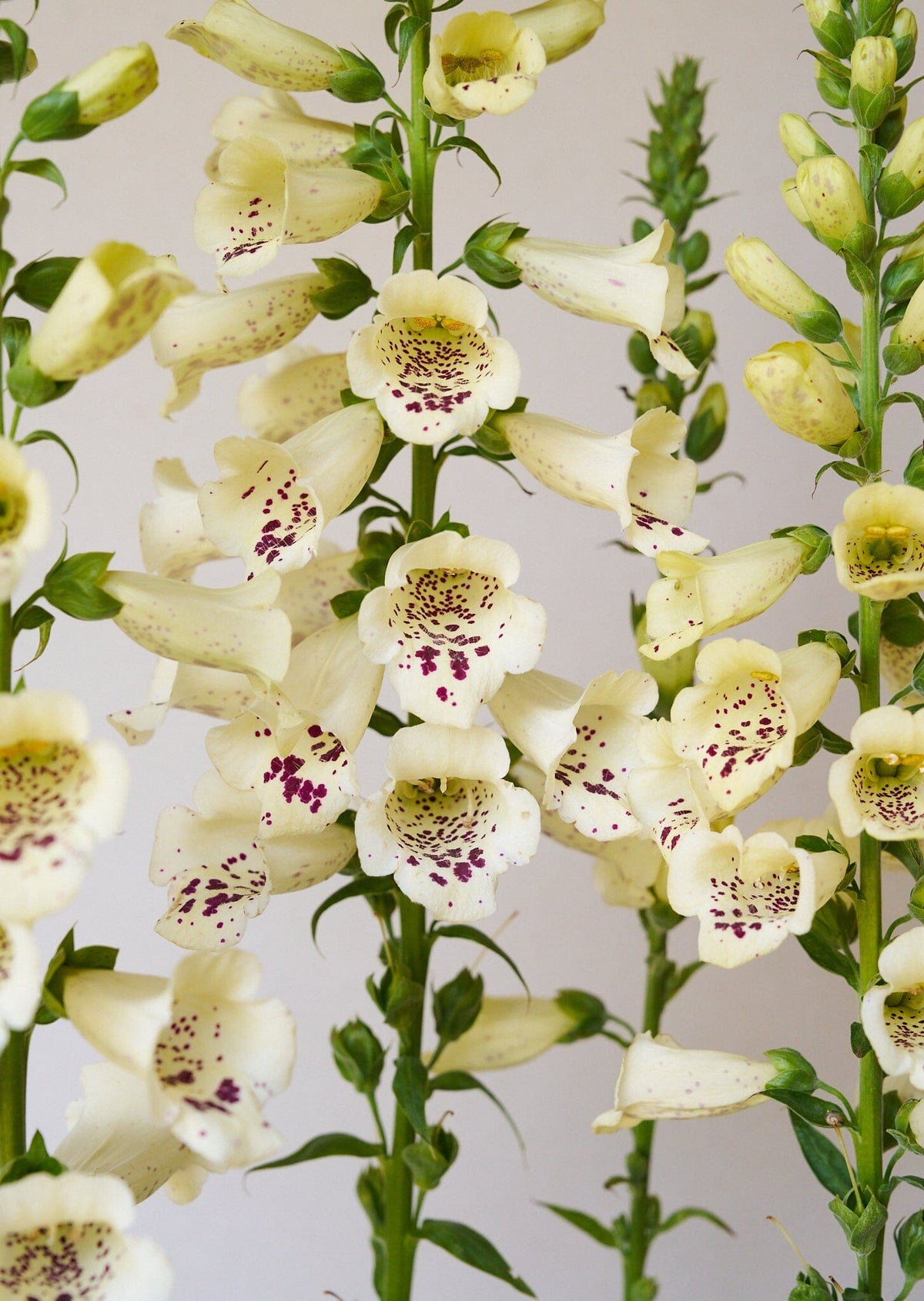 Fingerbøl 'Camelot Cream' Seed 
