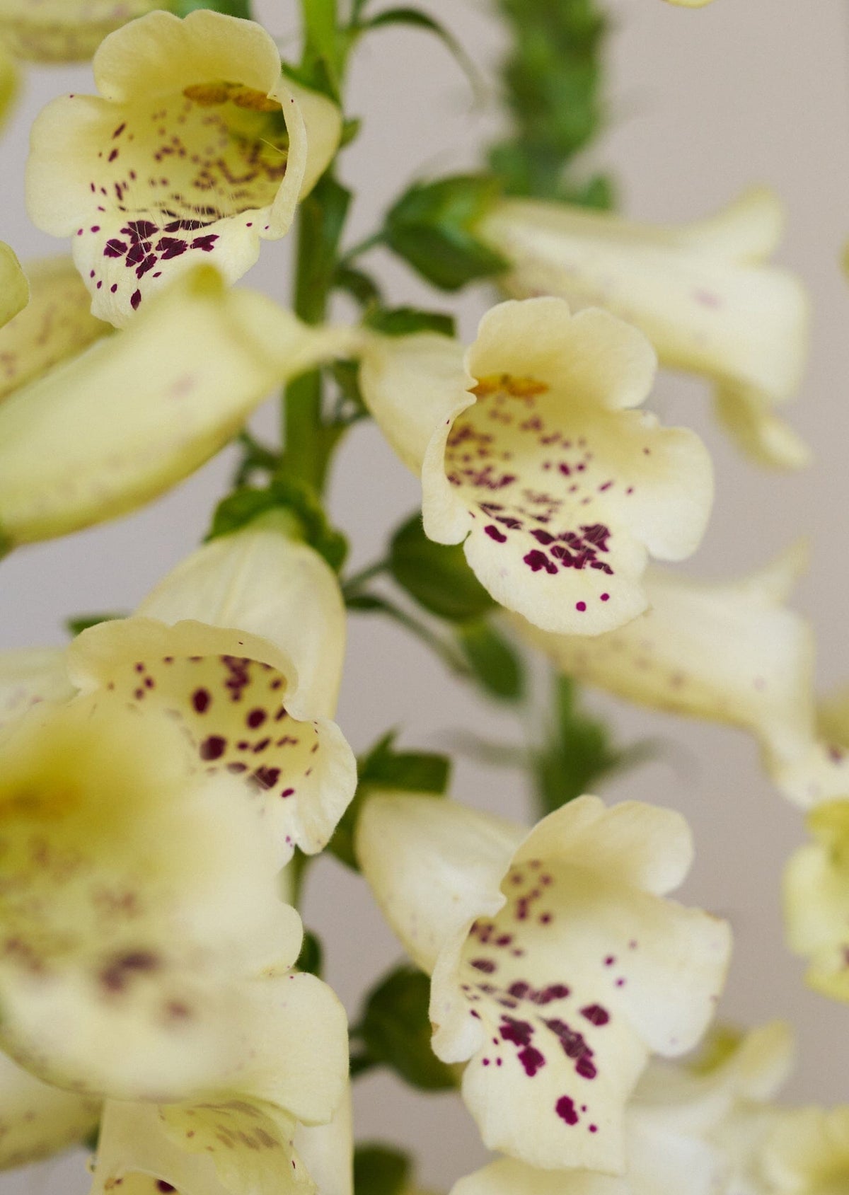 Fingerbøl 'Camelot Cream' Seed 