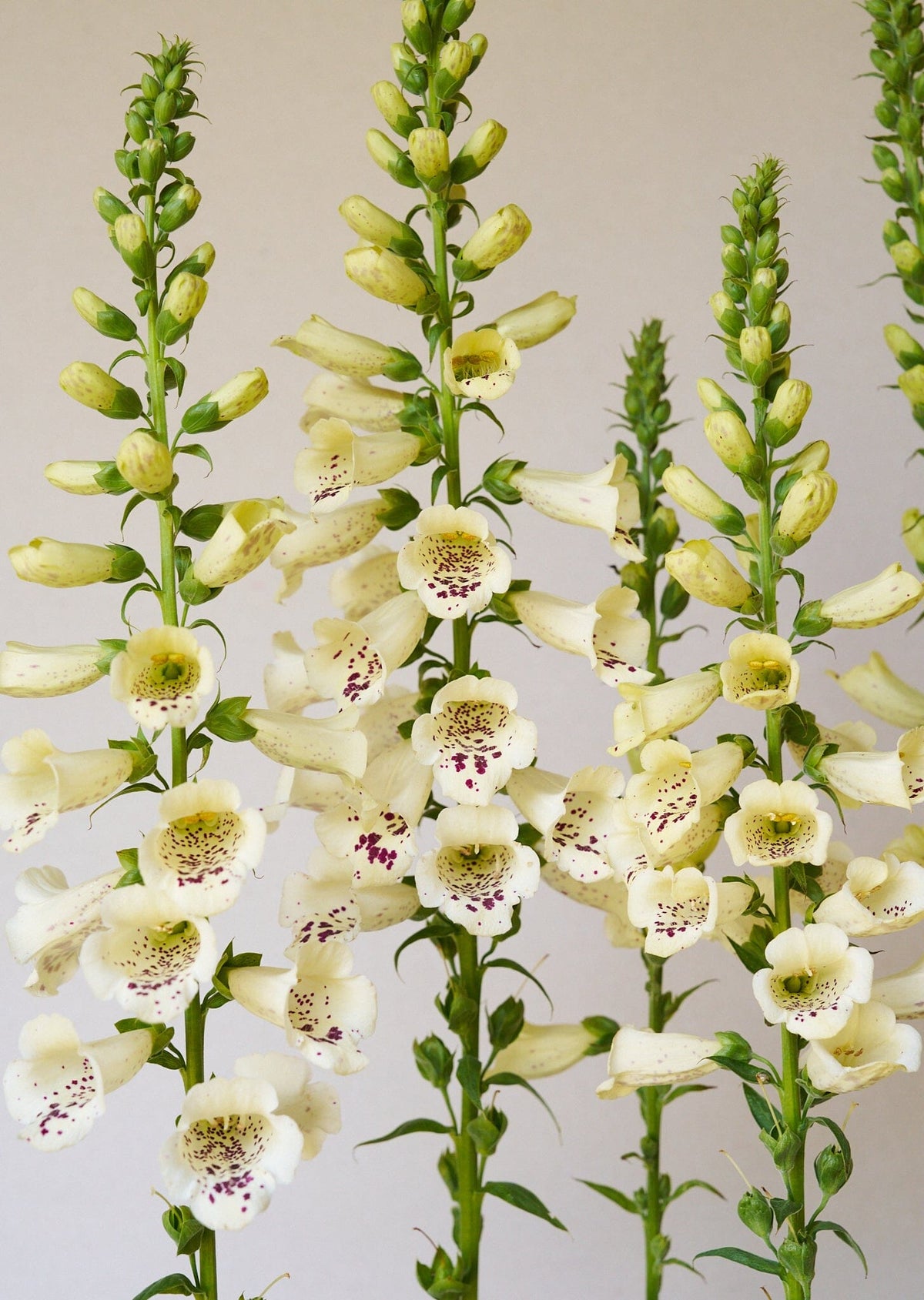 Fingerbøl 'Camelot Cream' Seed 
