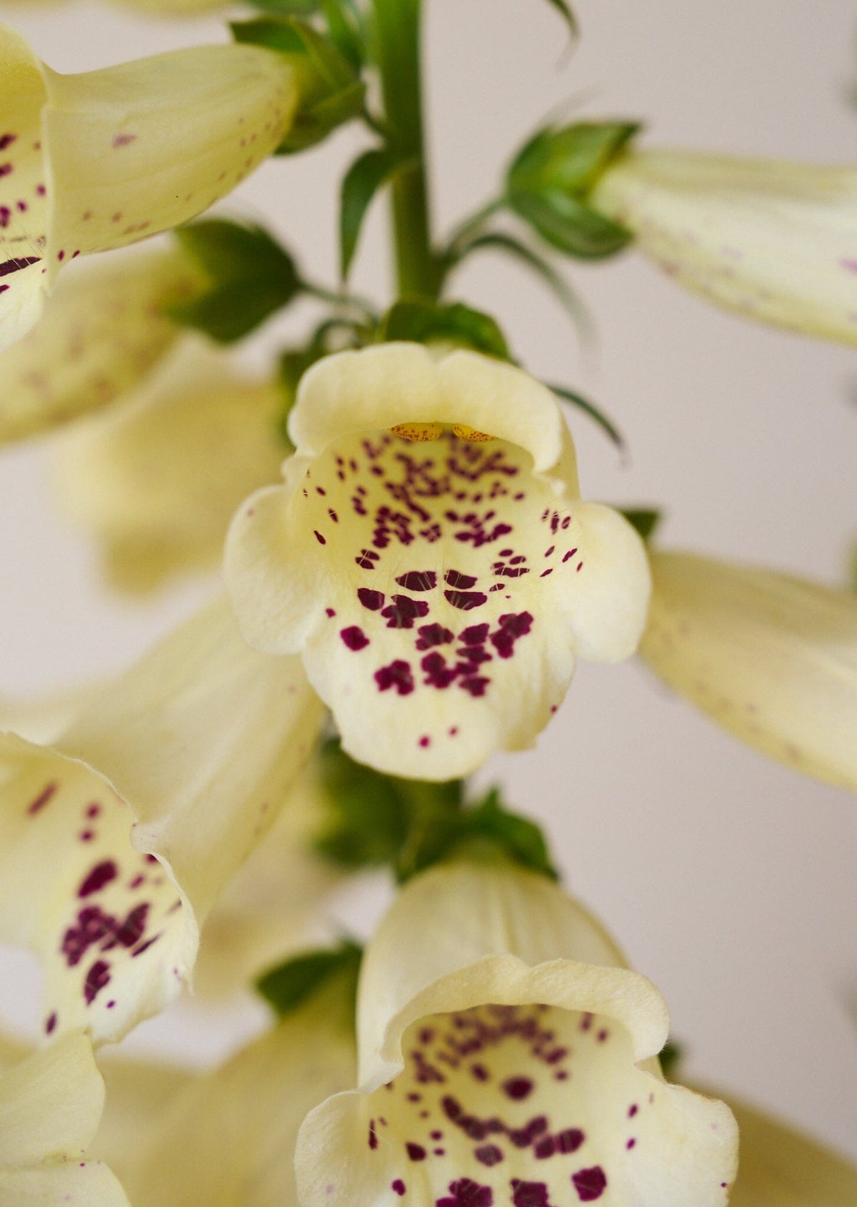 Fingerbøl 'Camelot Cream' Seed 