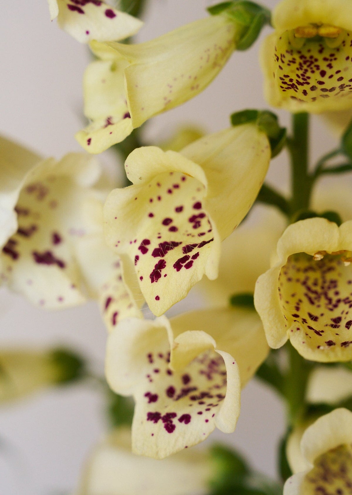Fingerbøl 'Camelot Cream' Seed 