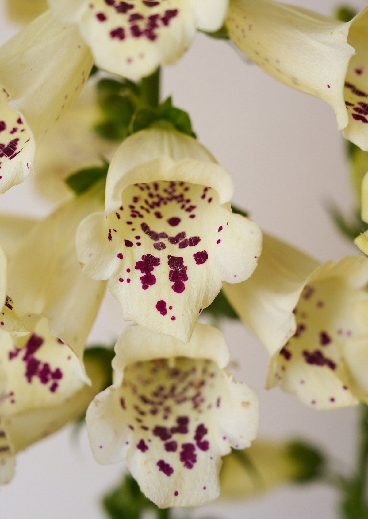 Fingerbøl 'Camelot Cream' Seed 