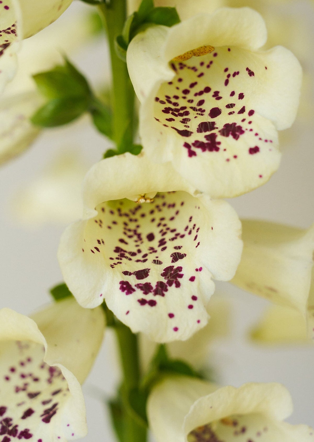 Fingerbøl 'Camelot Cream' Seed 