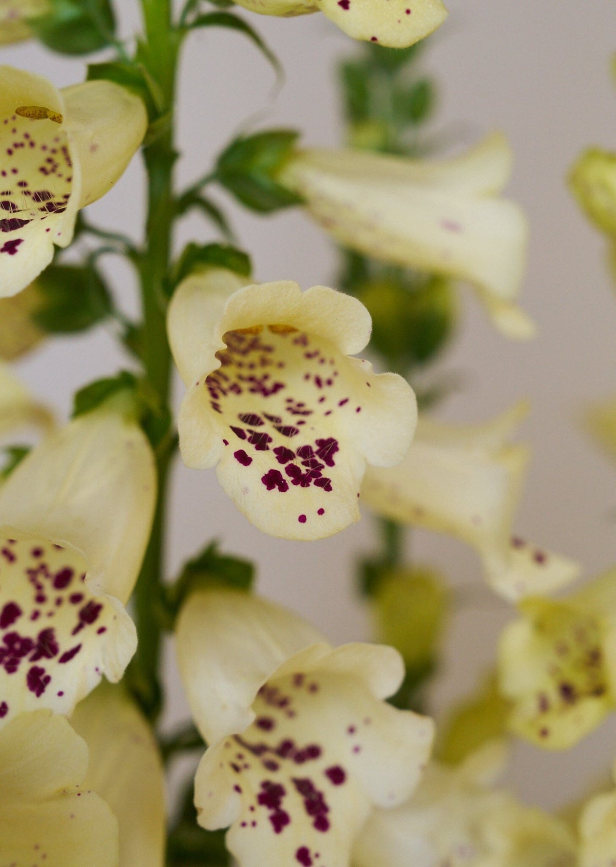 Fingerbøl 'Camelot Cream' Seed 