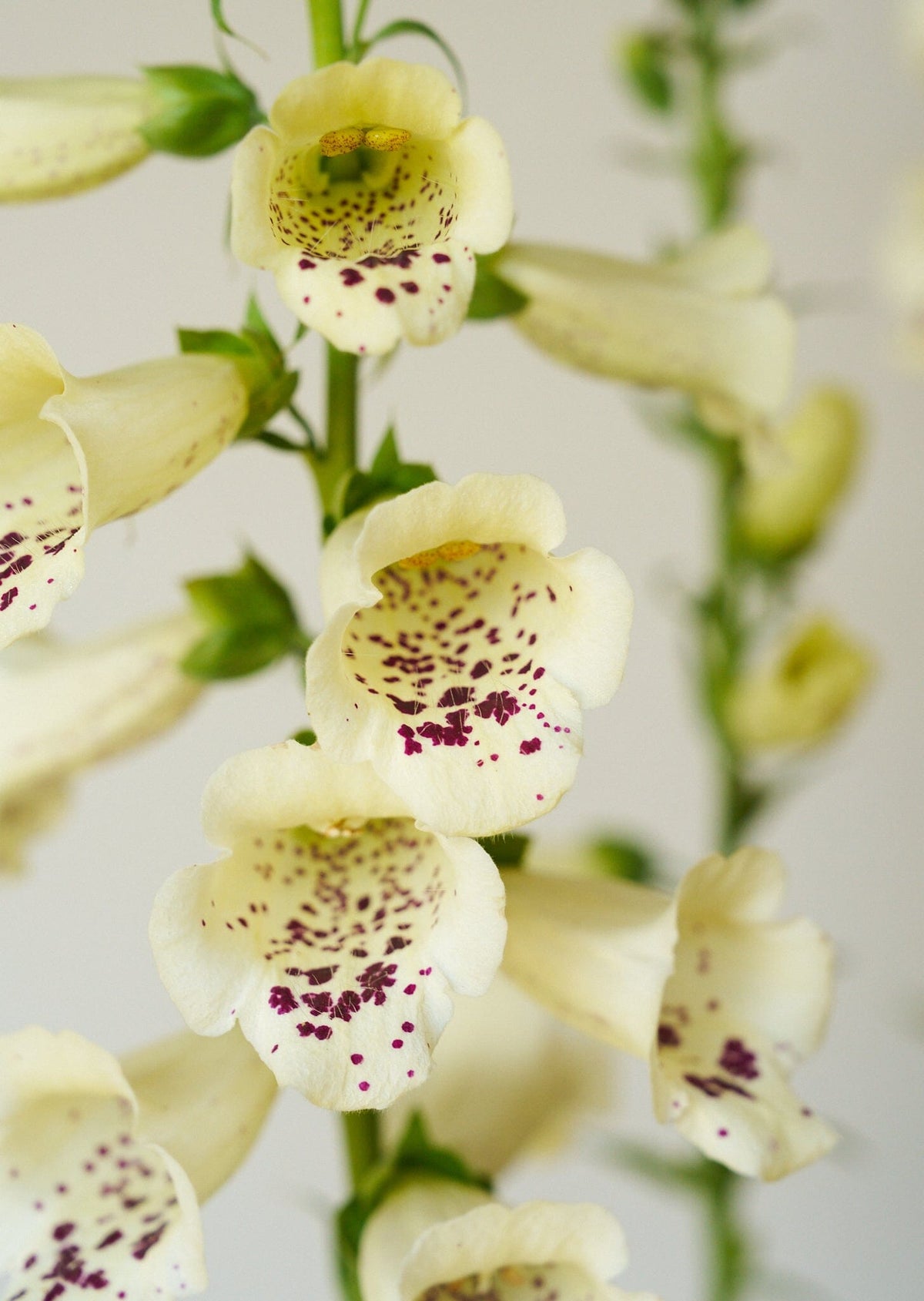 Fingerbøl 'Camelot Cream' Seed 