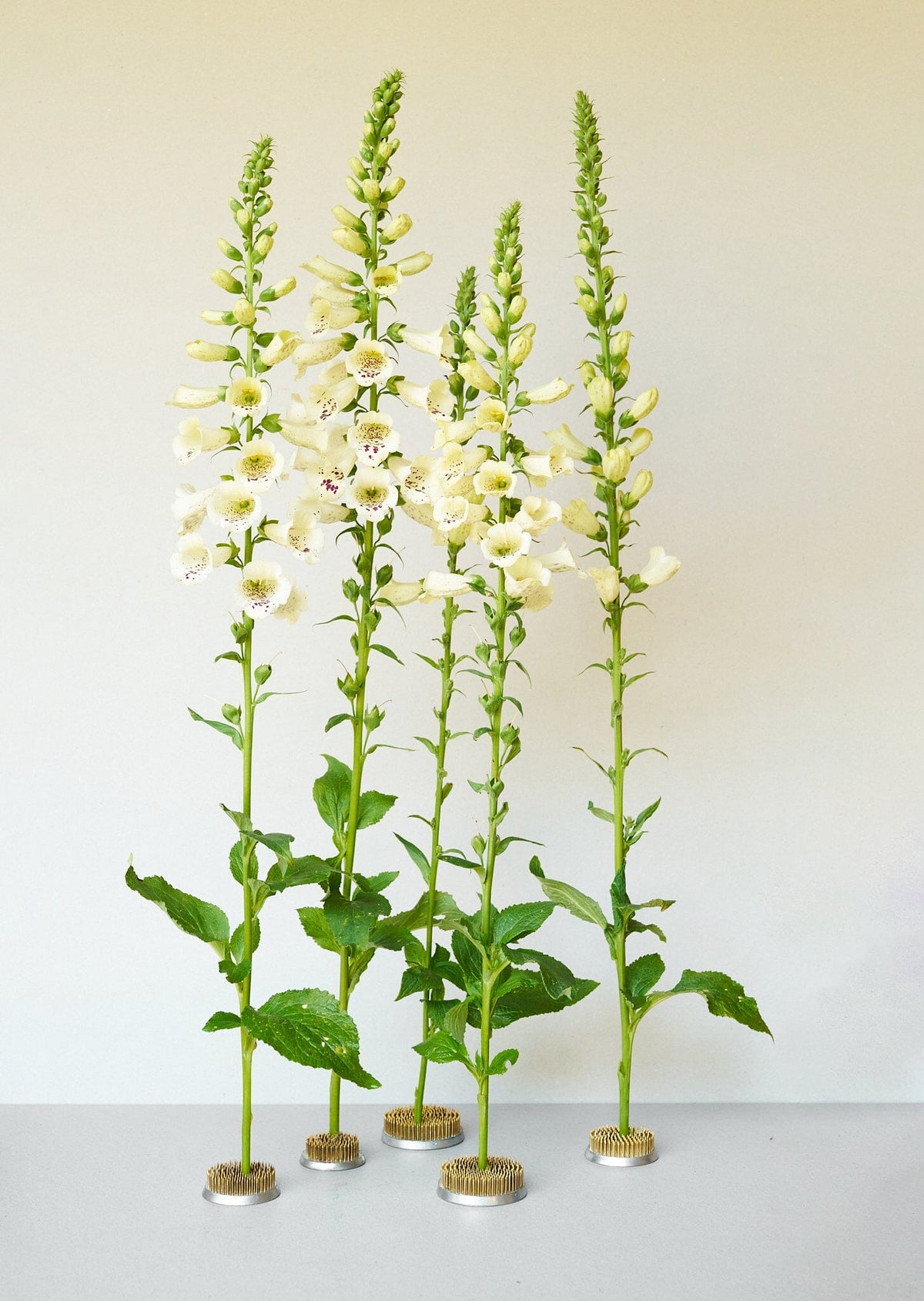 Fingerbøl 'Camelot Cream' Seed 