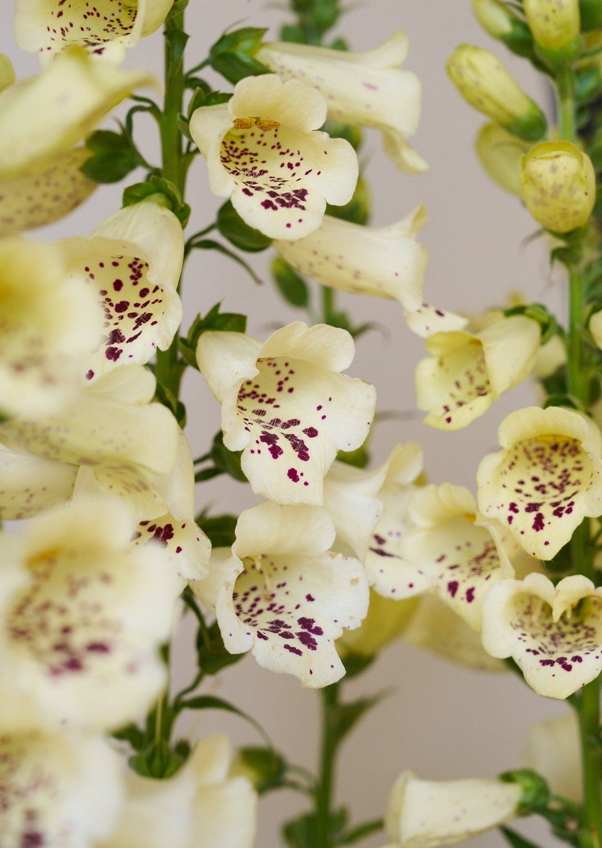 Fingerbøl 'Camelot Cream' Seed 