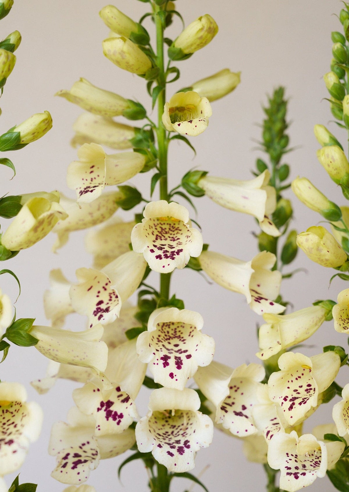Fingerbøl 'Camelot Cream' Seed 