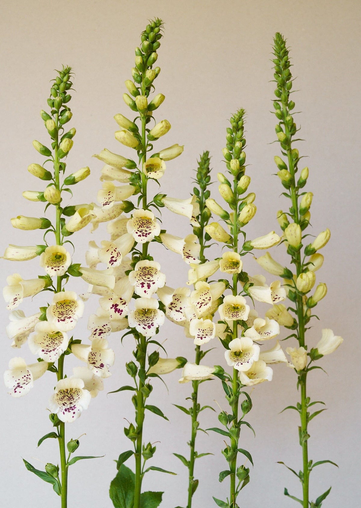 Fingerbøl 'Camelot Cream' Seed 