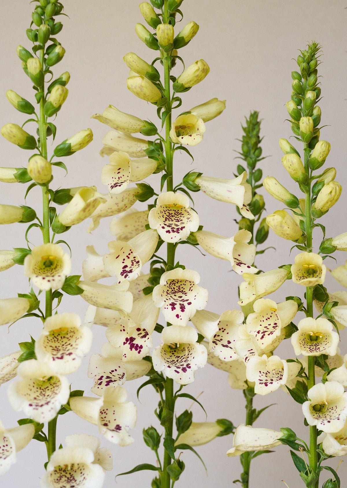 Fingerbøl 'Camelot Cream' Seed 
