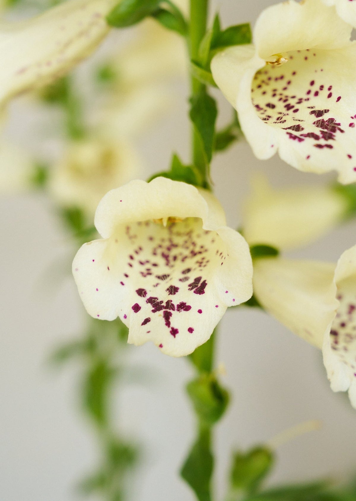 Fingerbøl 'Camelot Cream' Seed 
