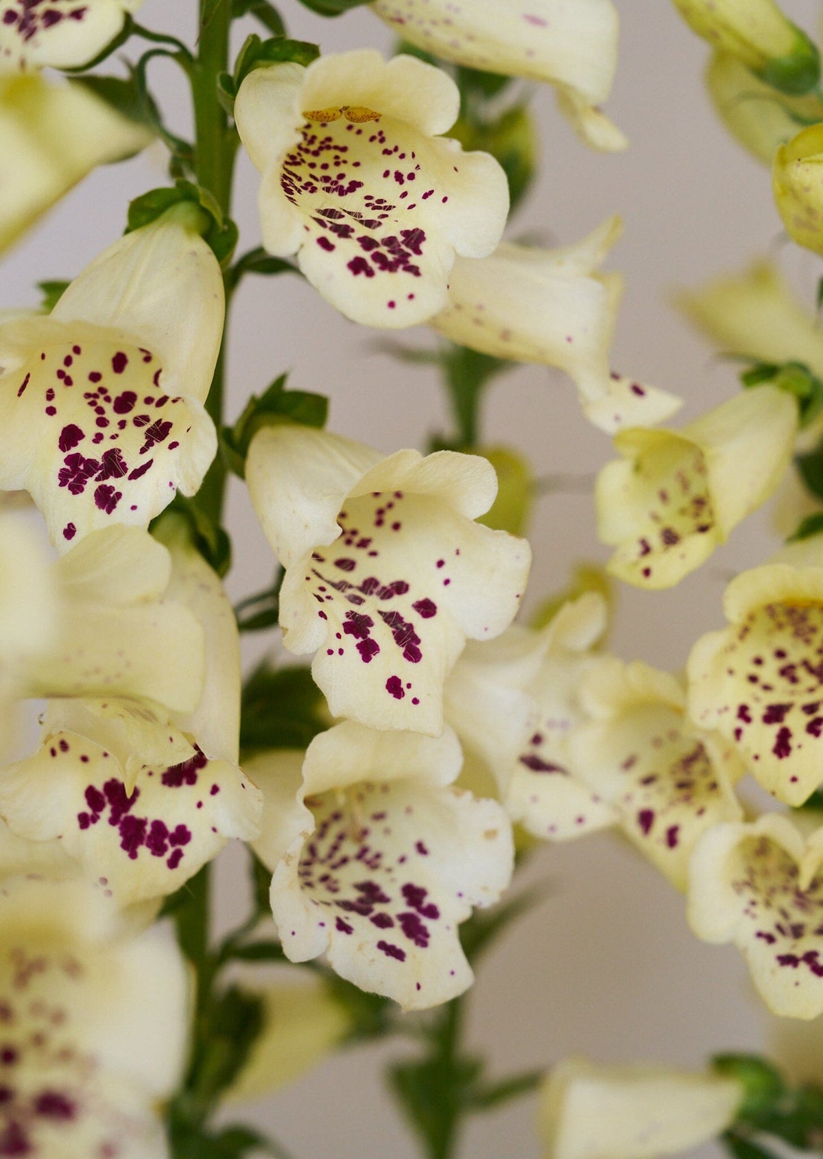 Fingerbøl 'Camelot Cream' Seed 