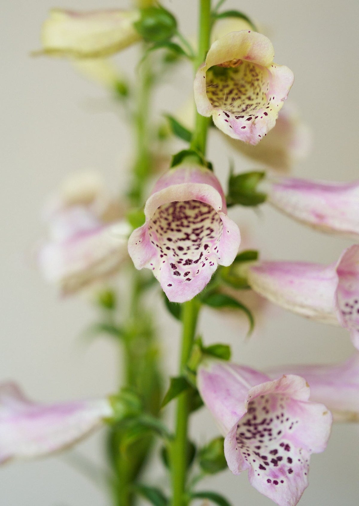 Fingerbøl 'Camelot Lavender' Seed 