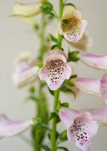 Fingerbøl 'Camelot Lavender' Seed 