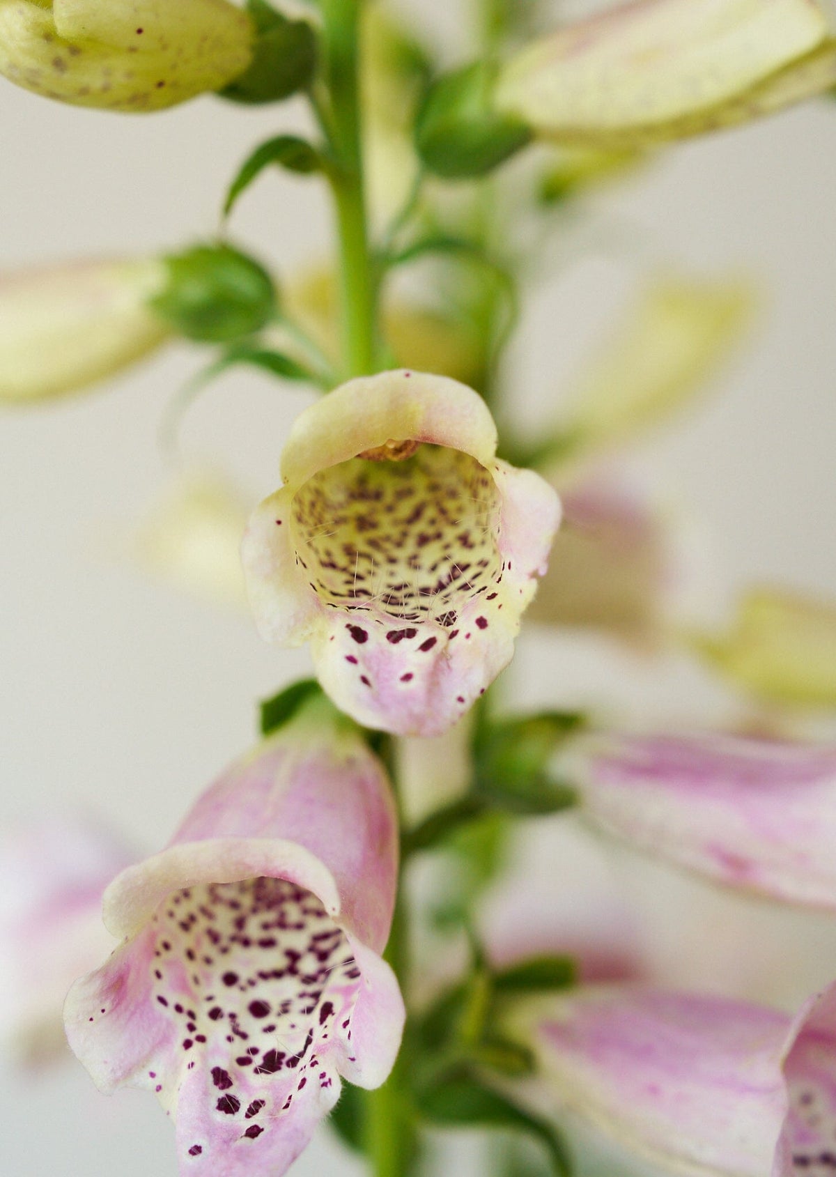 Fingerbøl 'Camelot Lavender' Seed 
