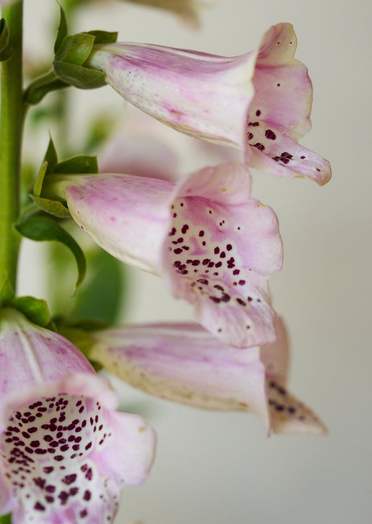 Fingerbøl 'Camelot Lavender' Seed 