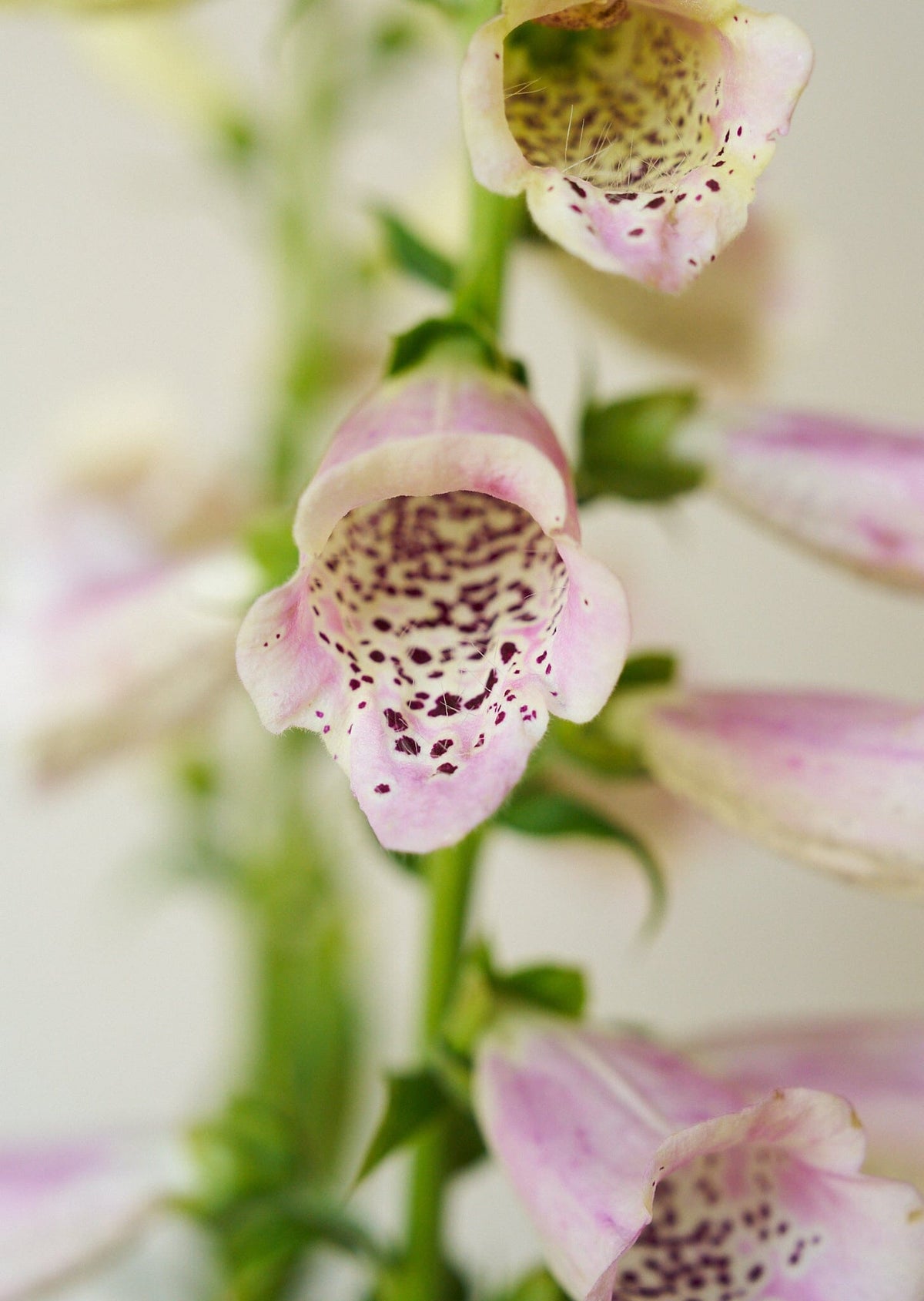 Fingerbøl 'Camelot Lavender' Seed 
