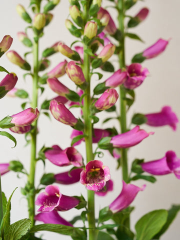 Fingerbøl 'Camelot Rose'