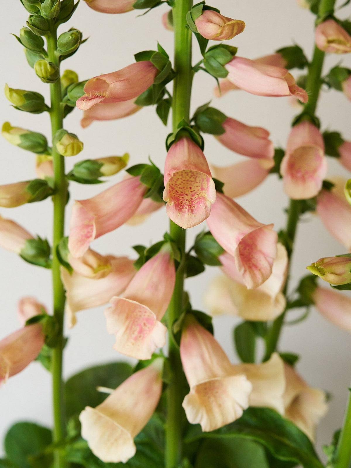 Fingerbøl 'Dalmatian Peach'