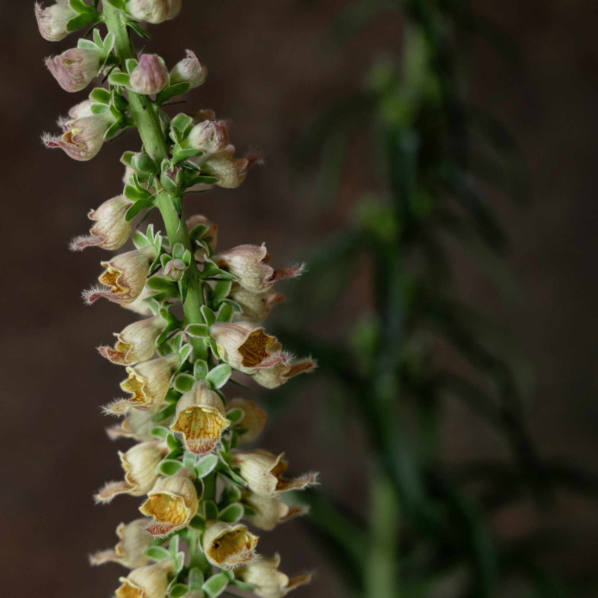 Fingerbøl 'Ferrugiana' Seed 