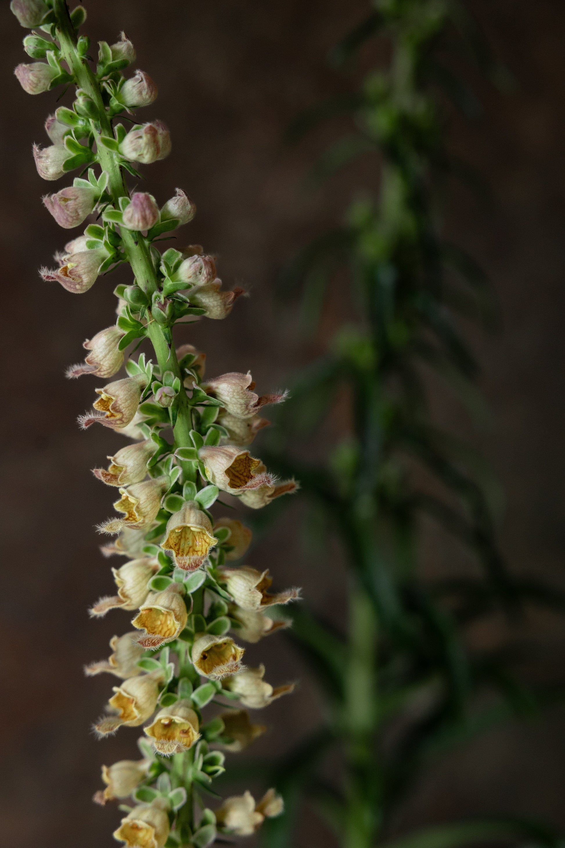 Fingerbøl 'Ferrugiana' Seed 